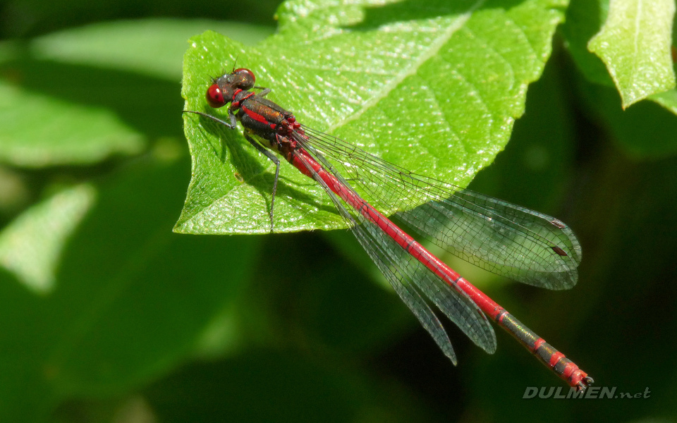 Large Red Damsel (Male, Pyrrhosoma nymphula)